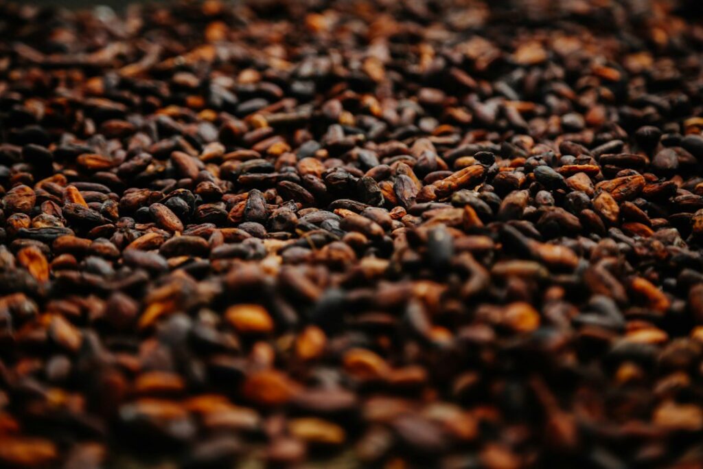 Cocoa beans after harvest