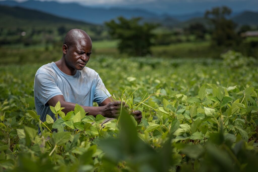 Farmer working in a field