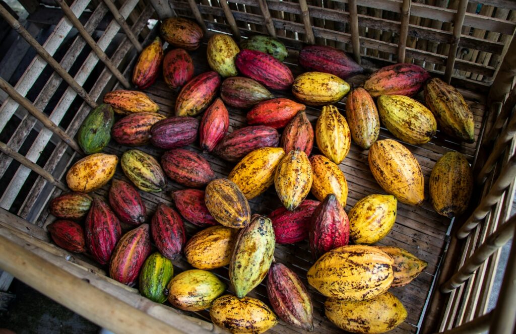 Harvested cocoa pods in a crate